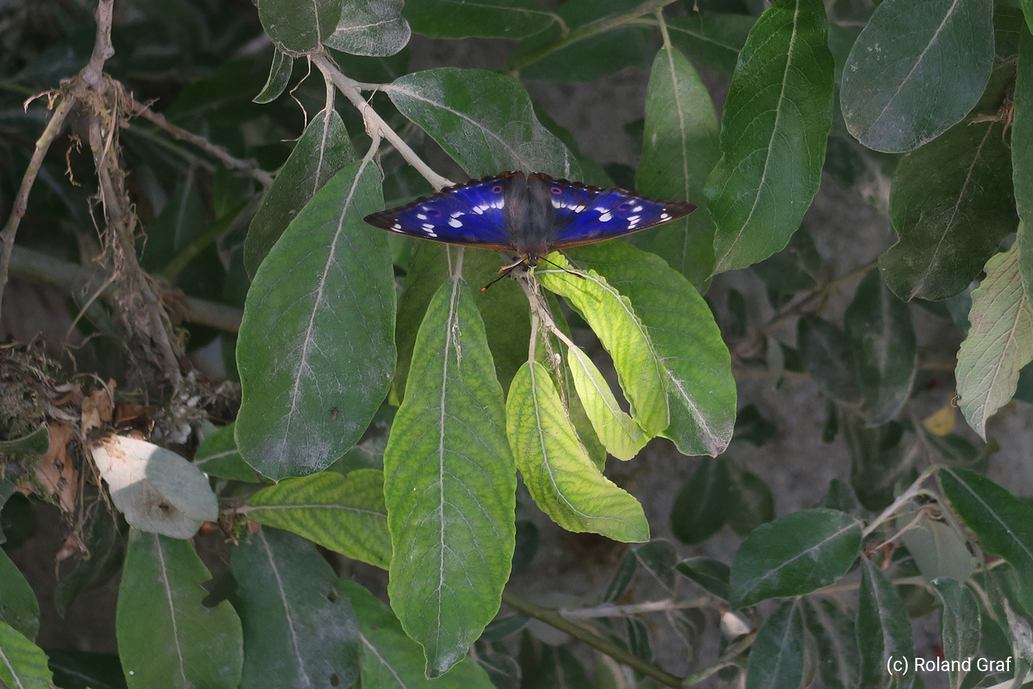 Large Tortoiseshell butterfly, observed in 2022 as part of the butterfly inventory of ZH